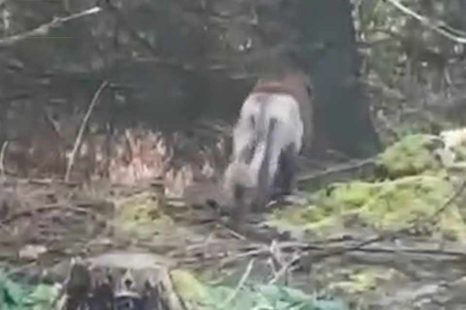Une image de la vidéo