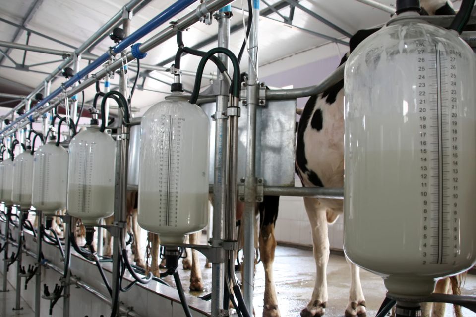 Irish dairy farmers, in cost of production terms, are among the most efficient in the world.