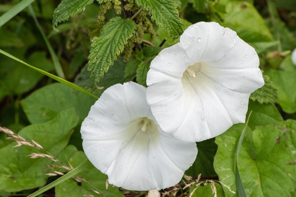 Bindweed is one of the most stubborn and invasive plants