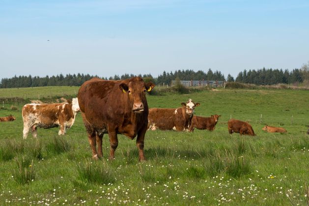 Prices frozen at home while ‘cheap’ beef pressures UK market
