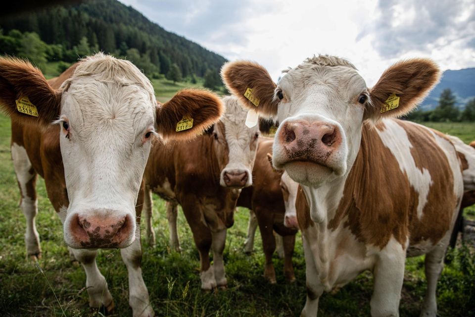 Livestock farming is responsible for 13pc of global greenhouse gas emissions. Photo: Akos Stiller/Bloomberg