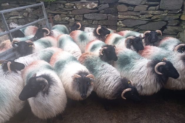 Mayo farmer who lost 14 sheep says thefts go unreported over fear of Department of Agriculture penalties