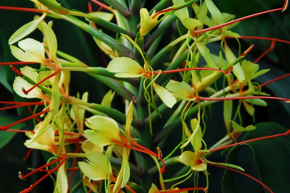 SUCCESS: Ginger lilies can grow outdoors in a mild climate