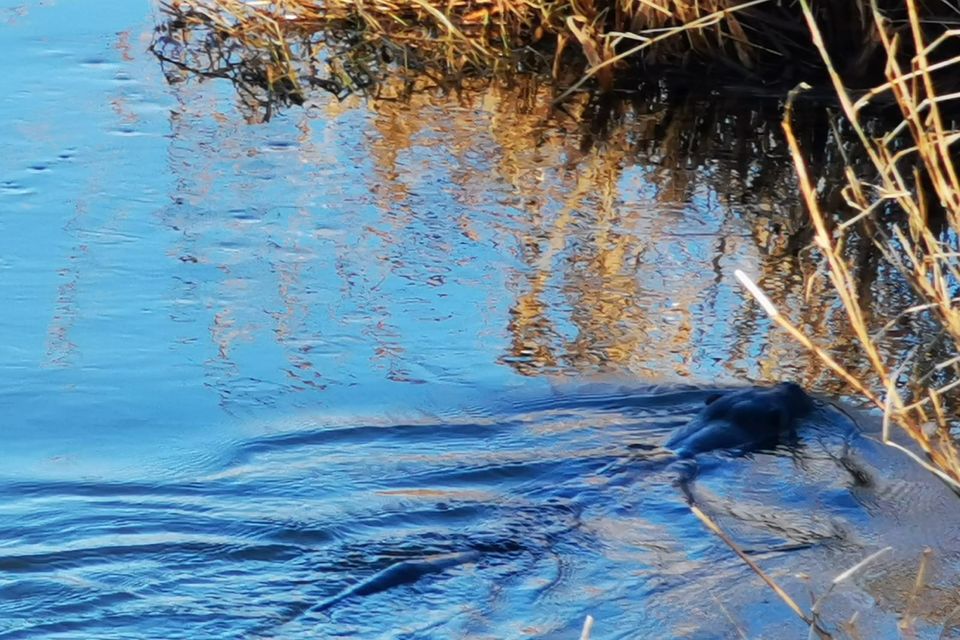 Otter spotted on Ahare river.