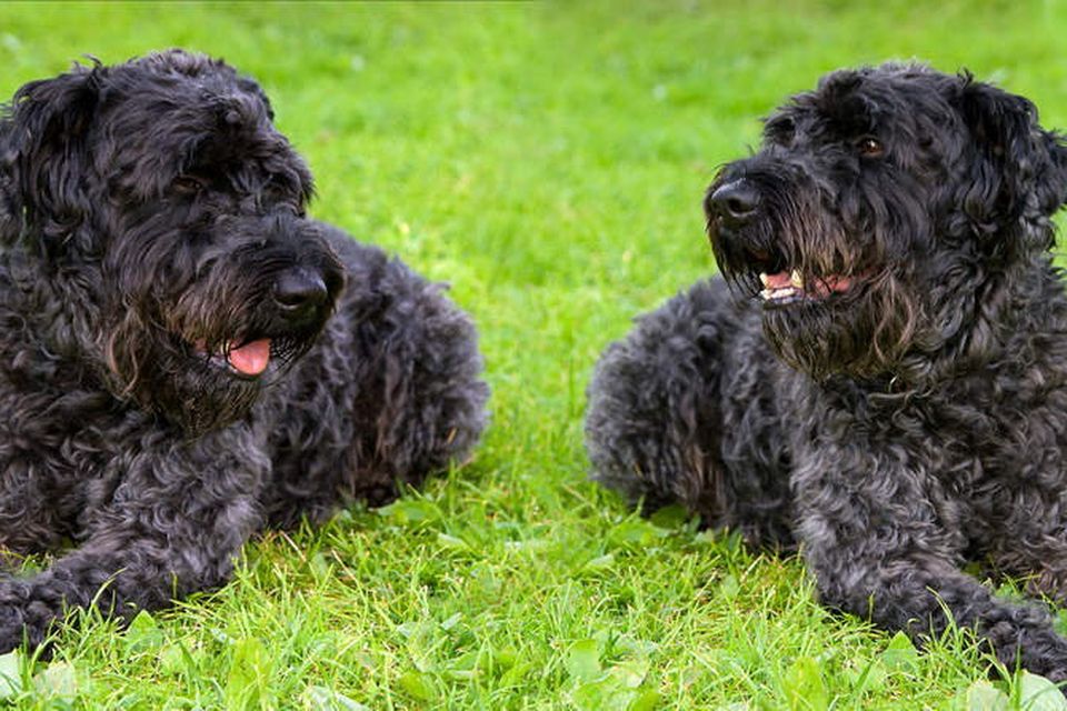 Michael Collins kept Kerry Blue Terriers as pets and wanted the breed named as Ireland's national dog.