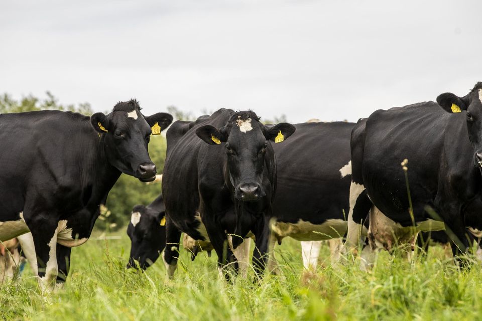 The current Nitrates Derogation allows farmers to exceed the limit of 170kg of livestock manure nitrogen per hectare set down in the Nitrates Regulations, up to a maximum of 250kg per hectare.