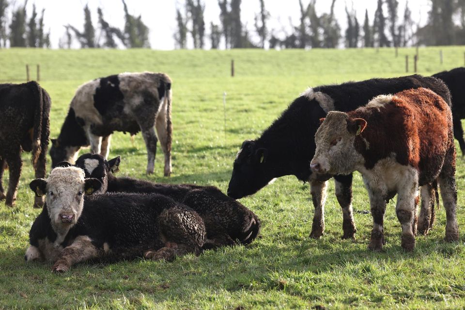Good growth: Cattle graze on Aidan Maguire’s farm. Photo: Damien Eagers