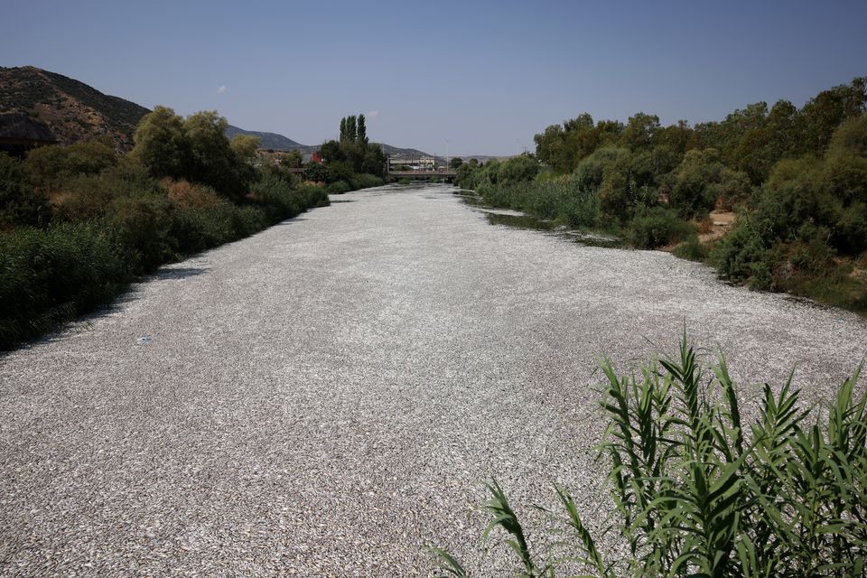 Hundreds of thousands of dead fish blanket Greek tourist spot after flooding | Irish Independent Hundreds of thousands of dead... 