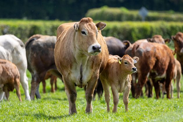 How genetics drive profit on award-winning Laois beef farm