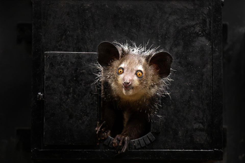 Dublin Zoo's newest resident, an Aye-Aye lemur, at the new nocturnal habitat