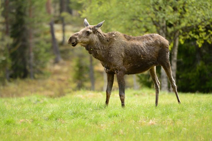How ‘The Great Moose Migration’ has become a global TV phenomenon