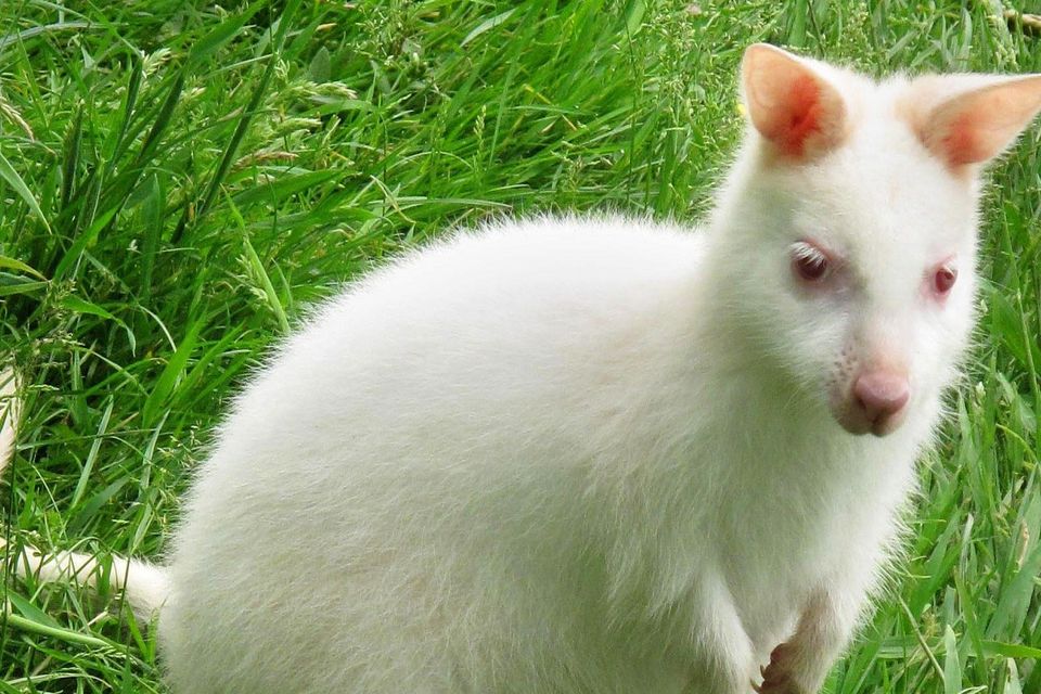 The last recorded sighting of a white wallaby was in 2013