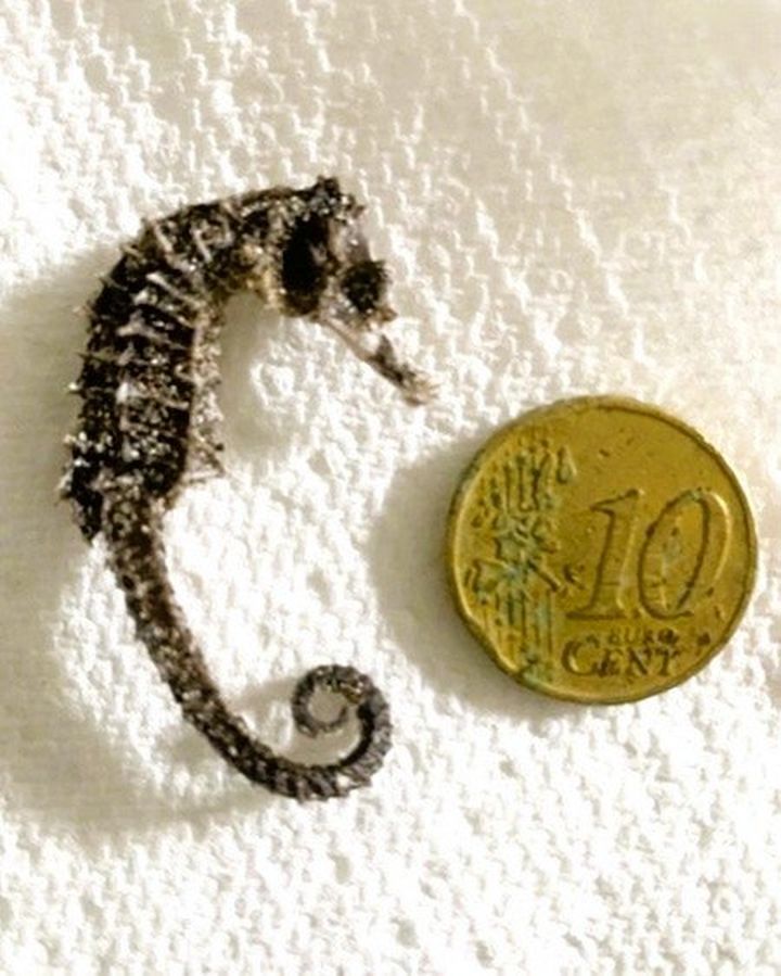 Nature Trail: Seahorses seldom seen in Irish coastal waters