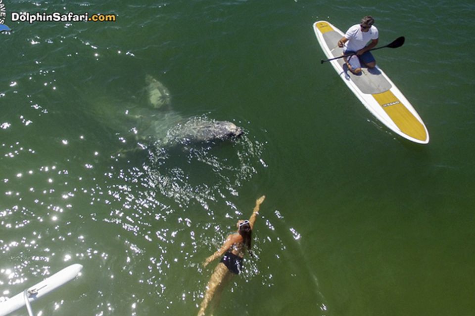 The baby whale meets a swimmer and a kayaker in Dana Point Harbour (DolphinSafari.com/AP)