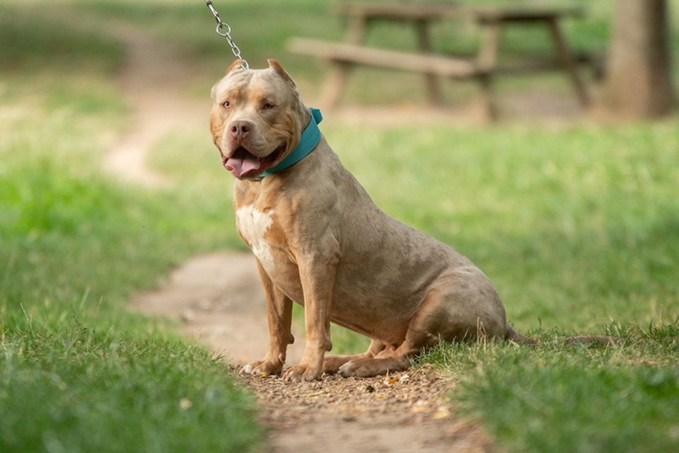 XL bully dogs – a type of pit bull cross now banned in the UK – have been linked to a number of attacks here. Photo: Getty