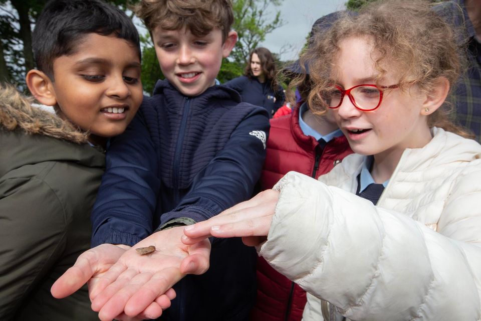 Children from St. Patrick’s NS, Calry, inspect a Small Square moth during their biodiversity workshops at Parke’s Castle with Heritage in Schools specialist, Michael Bell. Pic: B. Farrell.