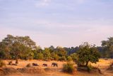 thumbnail: Malawi: wilderness parks and game reserves are thriving there again