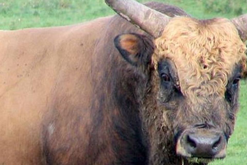 Cattle prod - Wikipedia