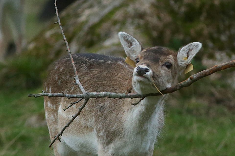 Feeding deer clearance