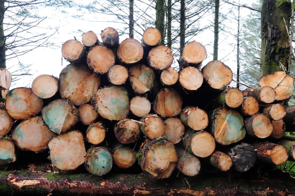 The forestry sector is vulnerable to Brexit fallout as Britain traditionally takes in excess of 40pc of Irish saw-mill output