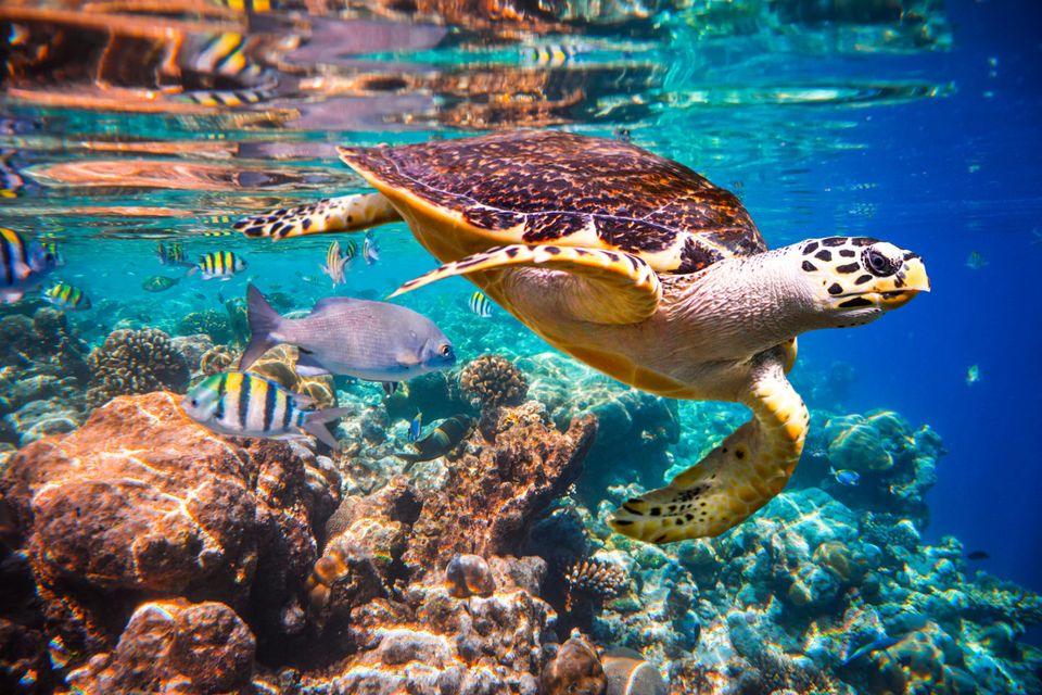 Hawksbill Turtle in the coral reef