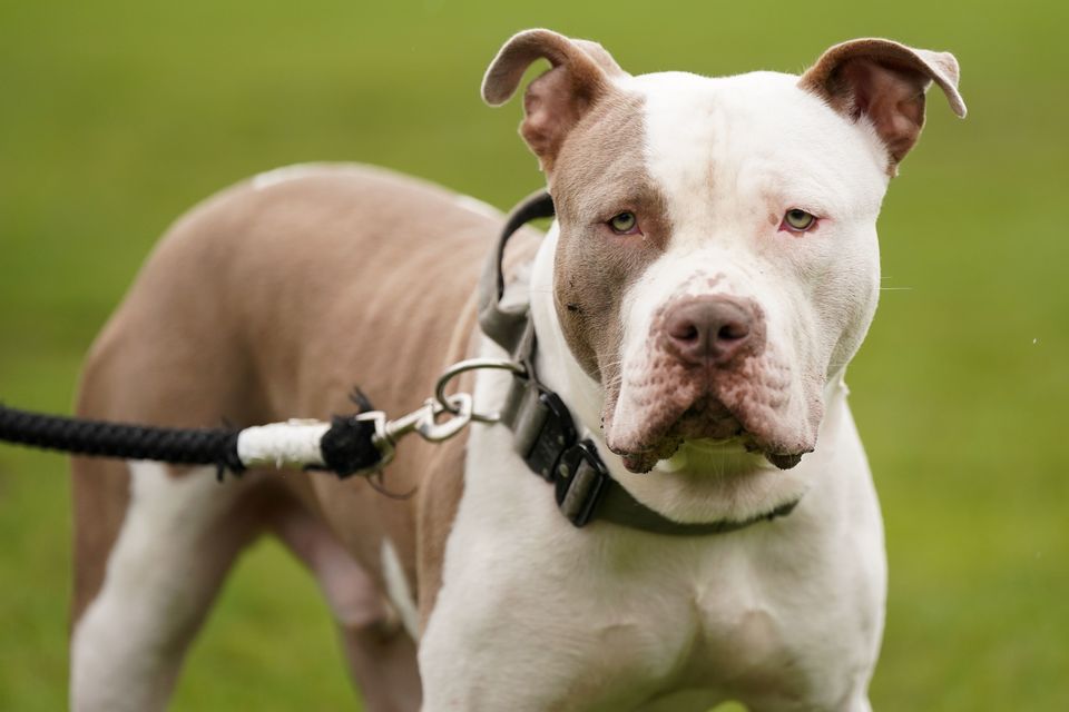 Police force apologises after putting down family’s pet XL bully by mistake