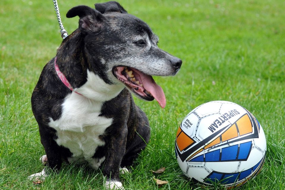 Staffordshire bull terrier Brunetta after she had a football-sized tumour removed by PDSA staff in Stoke-on-Trent (PDSA/PA)