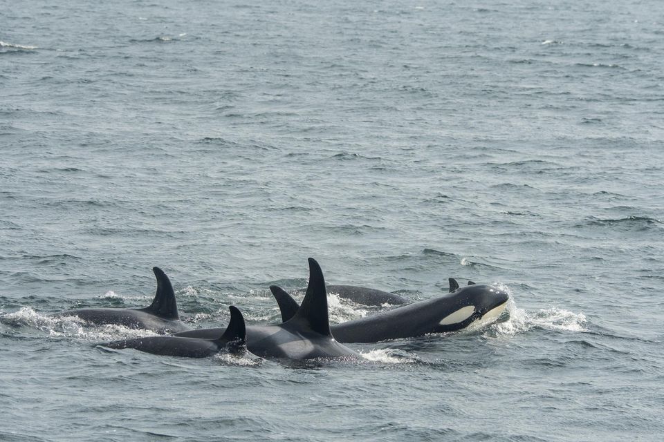 A pod of killer whales. Photo: Wolfgang Kaehler, via Getty