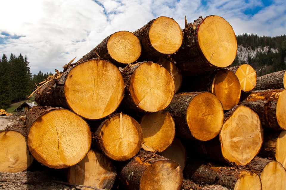 'Now the timber sector has new challenges in the face of competition from Scottish mills and, with Brexit, possible tariffs and longer wait times at entry points into the UK.' (stock pic)