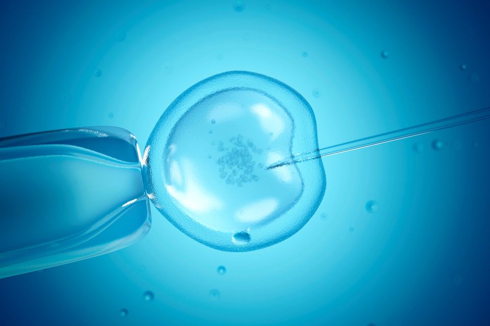 In vitro fertilisation (IVF). Getty Images/Science Photo Libra
