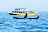thumbnail: Orca-watching from a tour boat. Photo: Getty