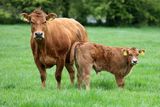 thumbnail: Issues could arise for small farmers during calving season