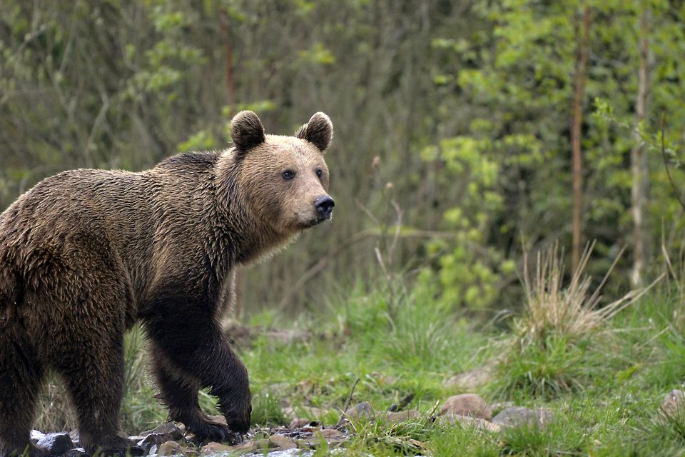 A wild bear in Romania's Carpathian Mountains. Photo: Getty