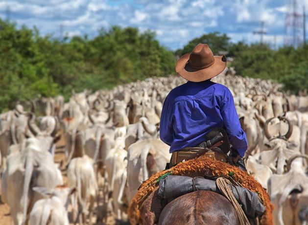 Farm groups welcome EU move that could block Brazilian beef imports