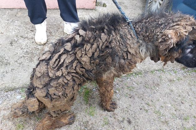 A North Cork dog breeder has escaped jail after a judge allowed his appeal against a three-month sentence over the neglect of his dogs and puppies, and ordered him instead to do 240 hours of community service in lieu of a three-month long custodial term.