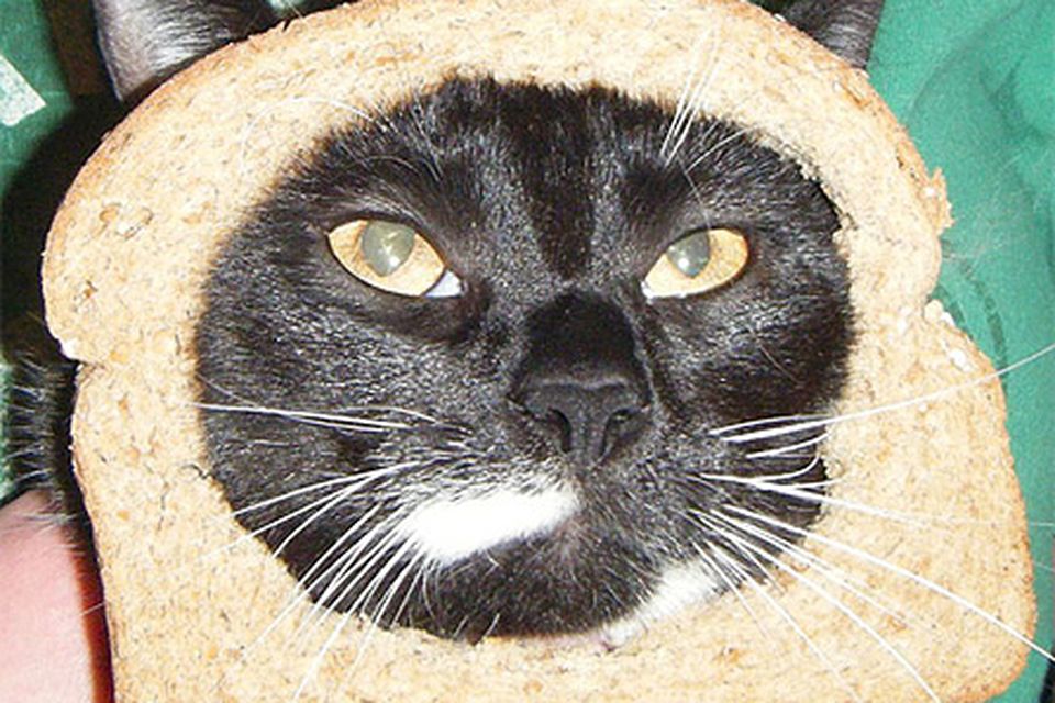 Cats 2024 wearing bread