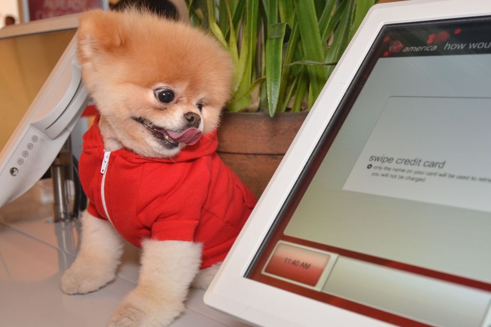 World's cutest dog' Boo the Pomeranian dies aged 12