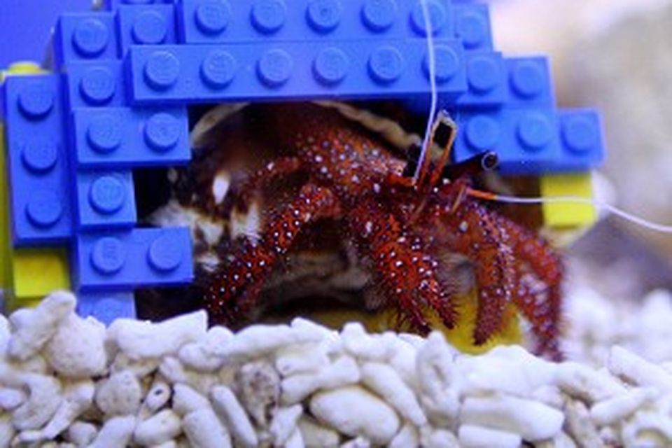 Lego discount hermit crab