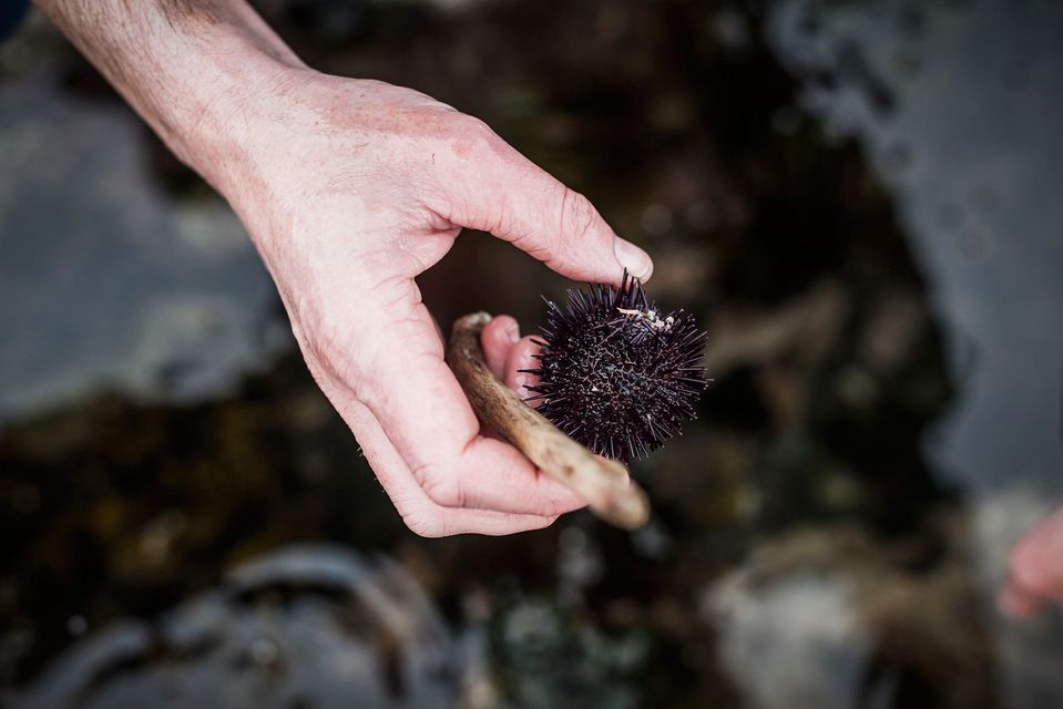 Sea urchins on Inis Meain