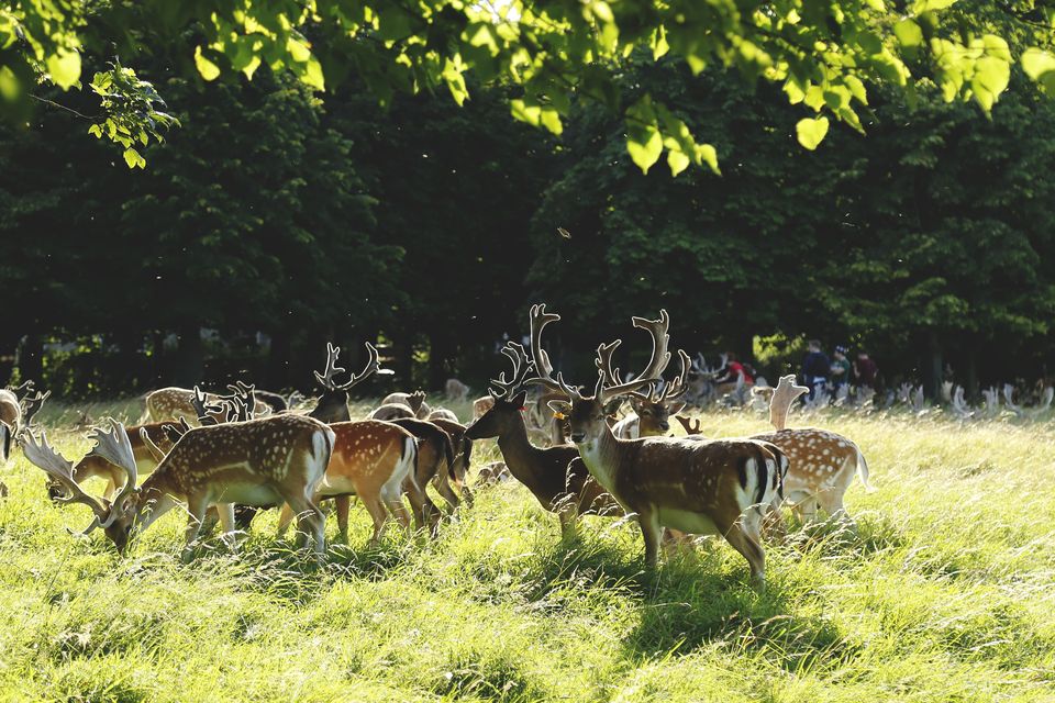 A herd of fallow deer in Dublin's Phoenix Park: Photo: Getty Images