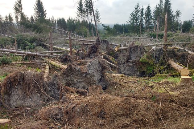 They were told to plant a pension. Then the storm came