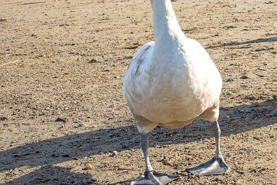 Swan at Bray Harbour. Photo: Leigh Anderson.