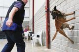 thumbnail: Dog obedience class