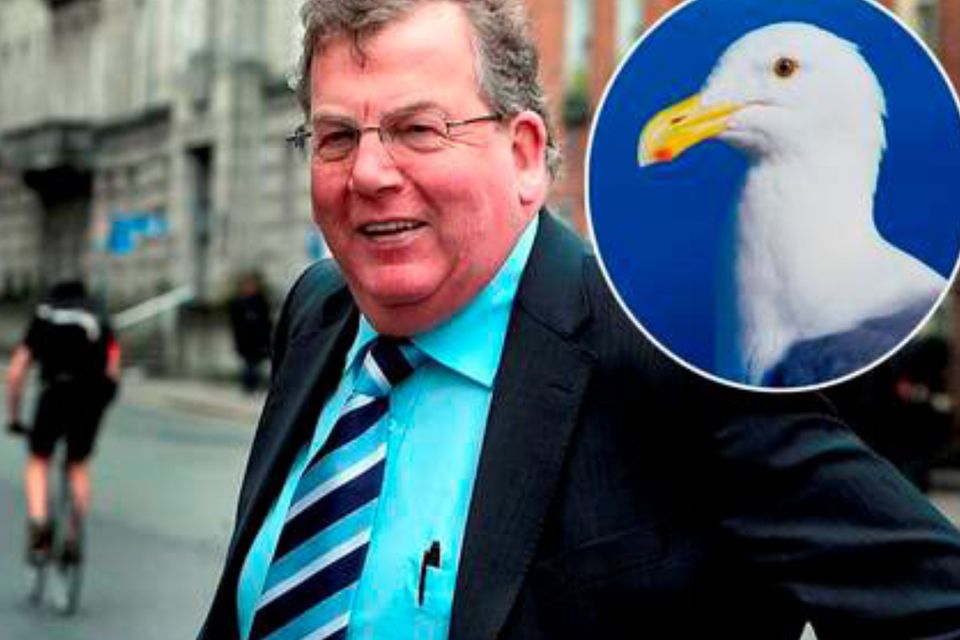 Ned O'Sullivan, inset, an angry bird