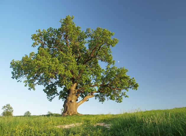 Belmont Demesne to celebrate National Tree Week | Irish Independent
