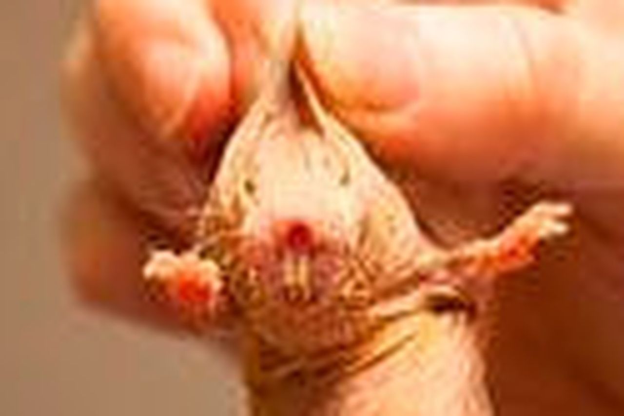 Naked mole rats can survive 18 minutes without oxygen. Here's how they do  it, Science