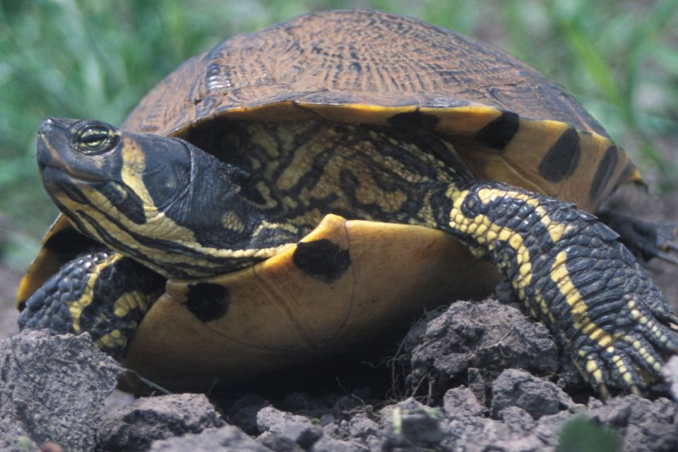 The Yellow Belly Terrapin