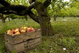 thumbnail: The Apple Farm - camping in Tipperary