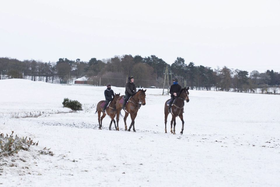 Race horses exercise on the Curragh plains in Co Kildare, yesterday morning. Photo: Eamon Farrell