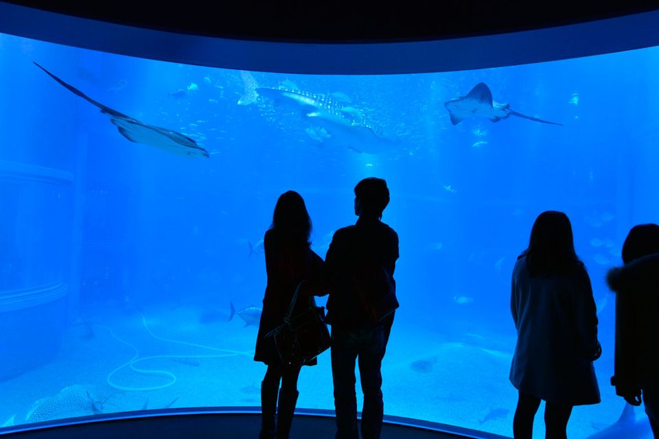 Visitors watch the five-metre whale shark at Kaiyukan Aquarium, in Osaka's Bay Area.